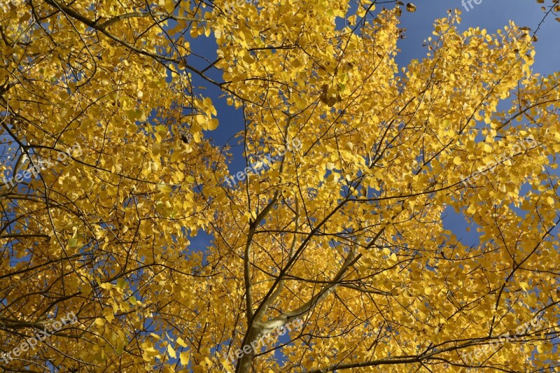 Autumn Color Golden Autumn Leaves Sky View