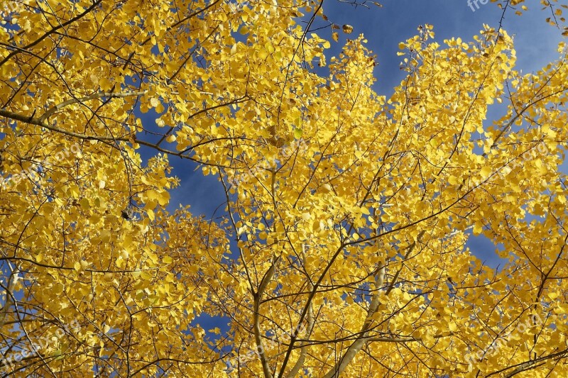 Nature Leaves Autumn Leaves In The Autumn Fall Foliage