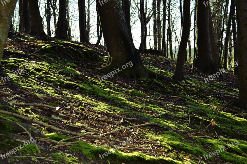 Forest Trees Moss Forest Trees Landscape