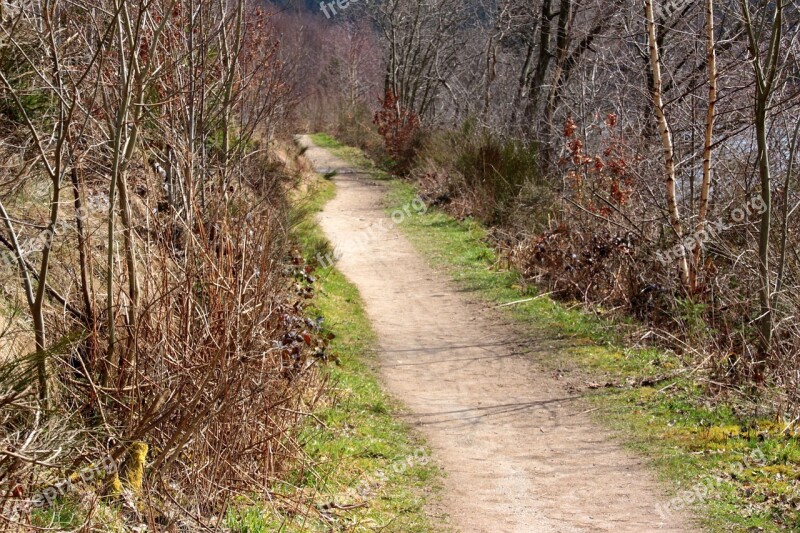 Away Forest Path Forest Landscape Nature