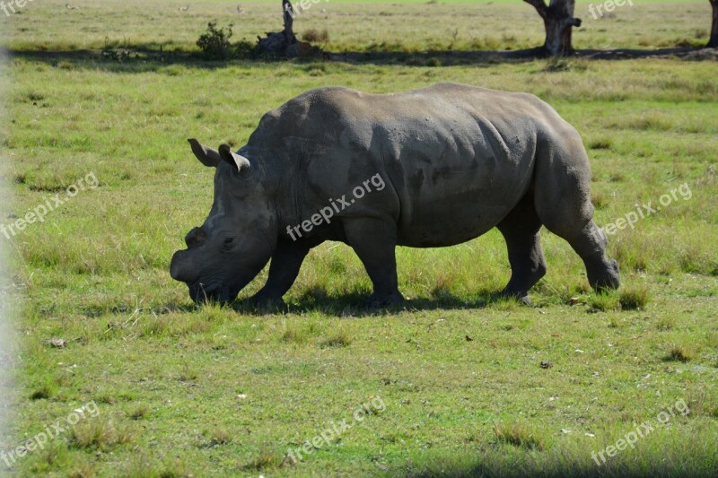 National Park Rhino South Africa Wilderness Free Photos