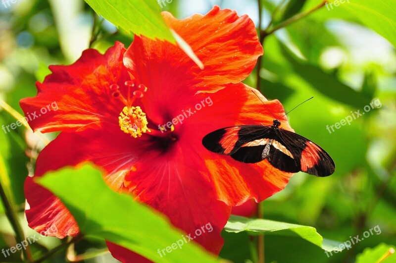 Postman Butterfly Butterfly Red And Black Butterfly Insect Wildlife