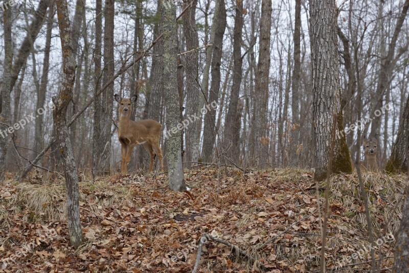 Camouflage Deer Brown Nature Animal