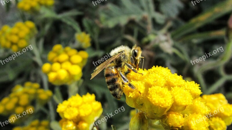 Bee Insect Nature Animal Yellow