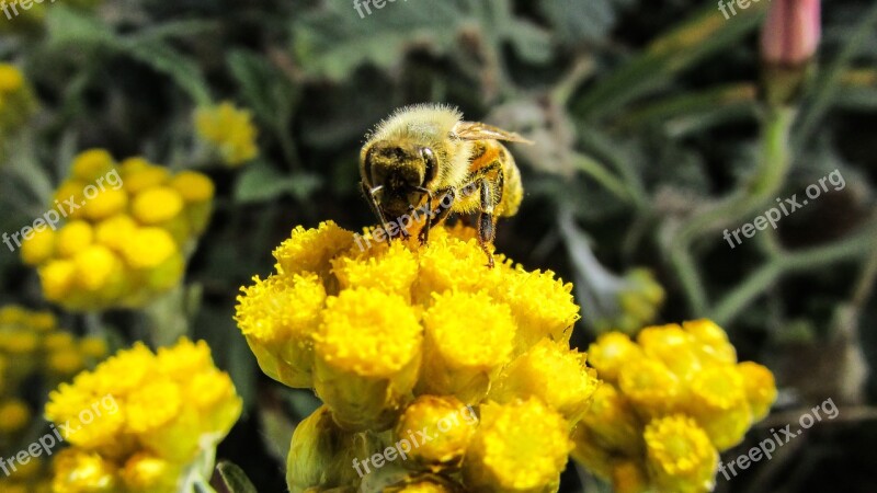 Bee Insect Nature Animal Yellow