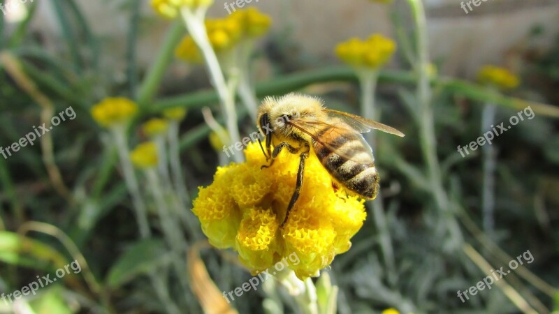 Bee Insect Nature Animal Yellow