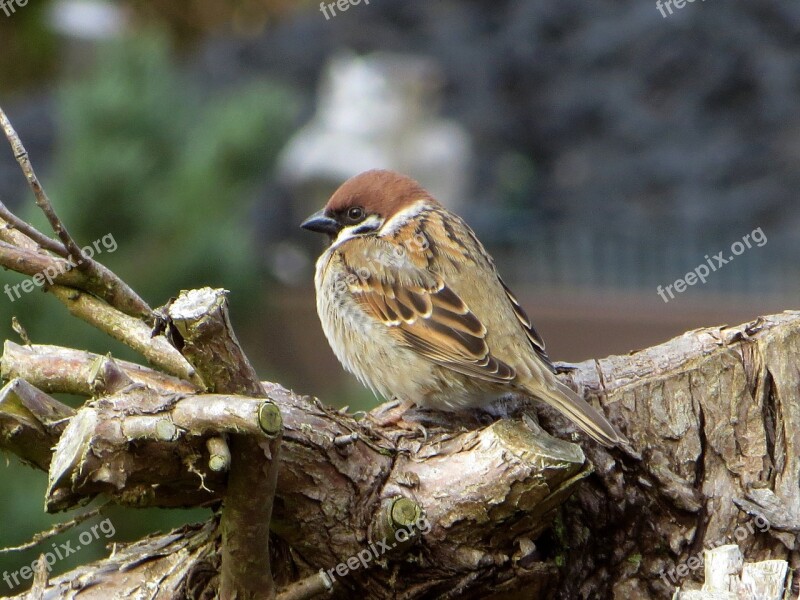 House Sparrow Passeridae Sitting Spring Plumage