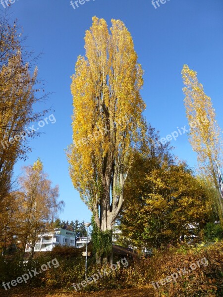 Poplar Autumn überlingen East Bath Yellow Tree