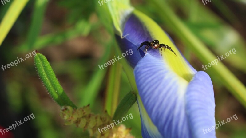 Spider Flower Iris Garden Insects