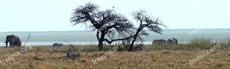 Etosha Elephant Steppe National Park Safari