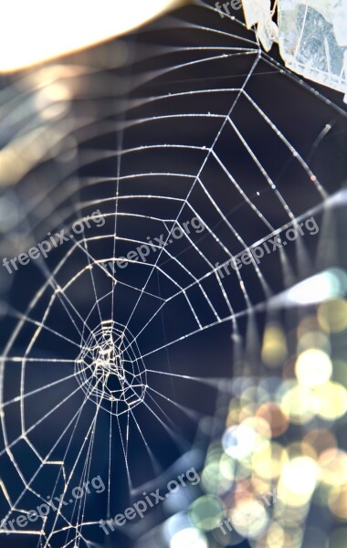 Web Spider Web Nature Macro Spider-web