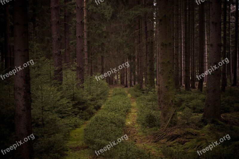 Forest Trees Nature Green Landscape