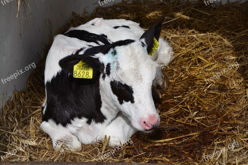 Cow Farm Beef Agriculture Stall