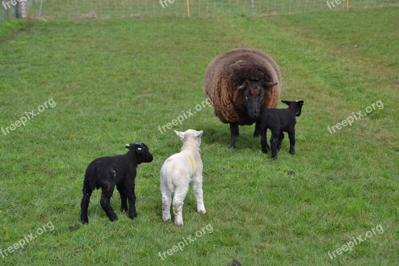 Sheep Lamb Animal Farm Wool