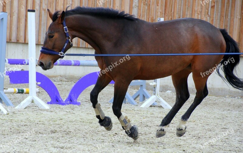 Horse Dark Brown Lunging Lunge Training