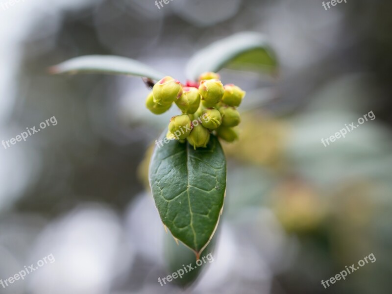 Barberry Barberry Flower Bud Blossom Bloom