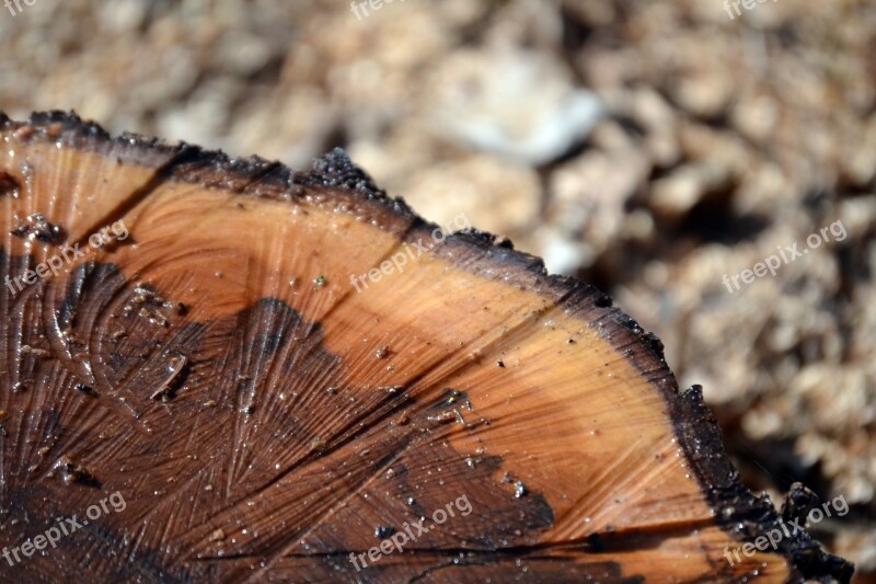 Stump Spring Brown Free Photos