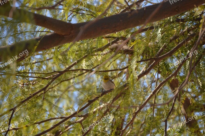 Verdin Nature Tree Wings Bird