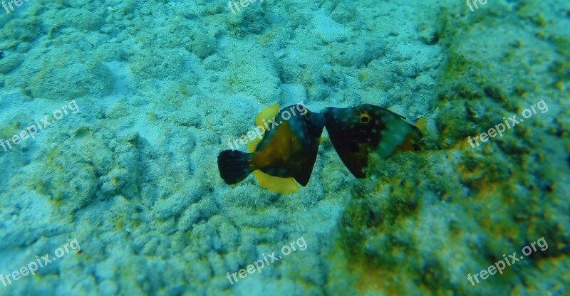 Coral Underwater Reef Sea Nature