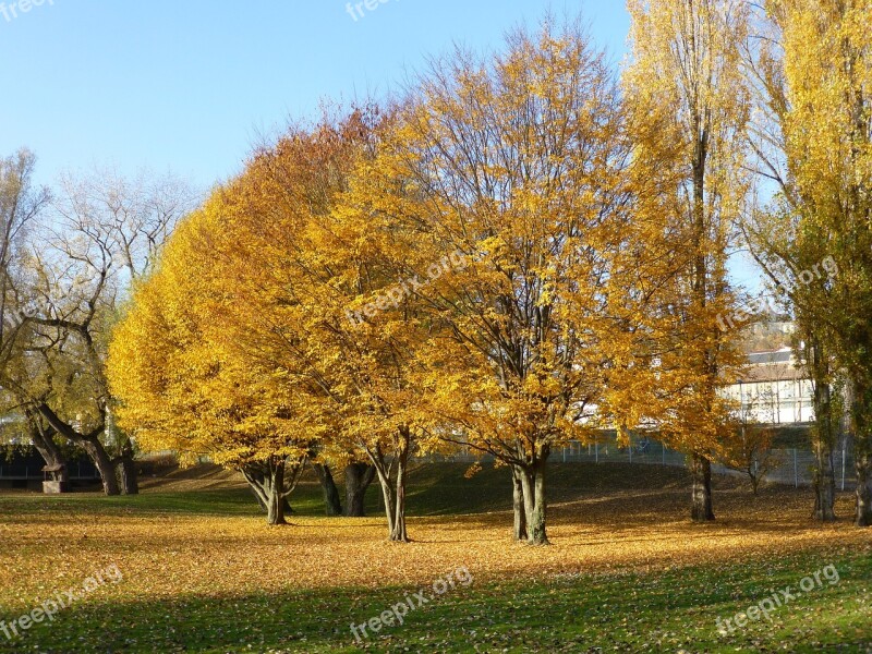 Autumn überlingen East Bath Yellow Tree Landscape