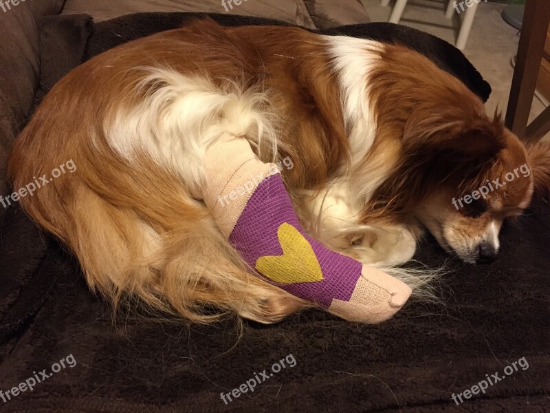 Dog Cast Splint Broken Pet