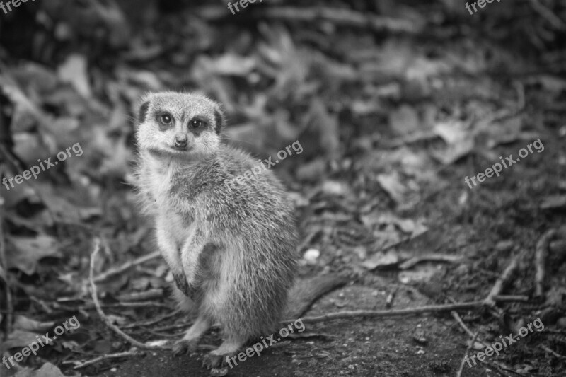 Burgers Zoo Nature Animals Free Photos