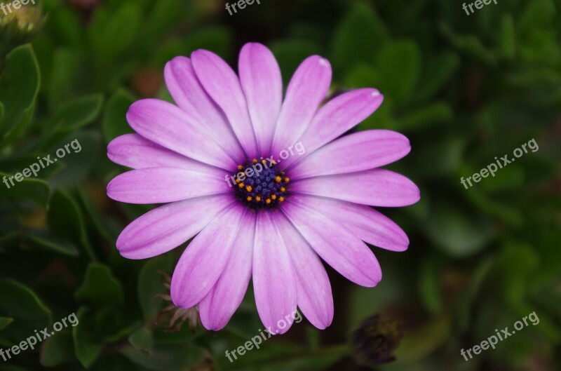 Plant Flower Gerbera Daisy Free Photos