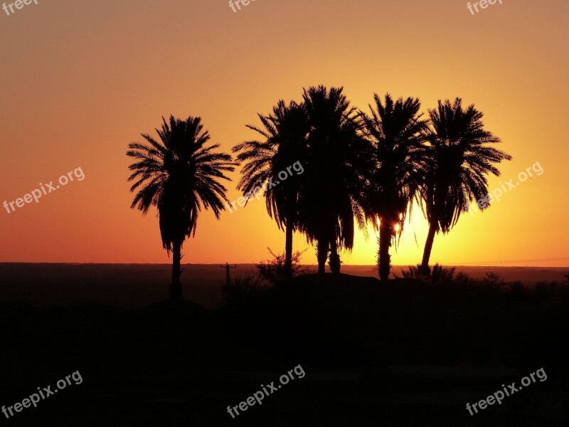 Sunrise Desert Iran Palm Trees Oasis