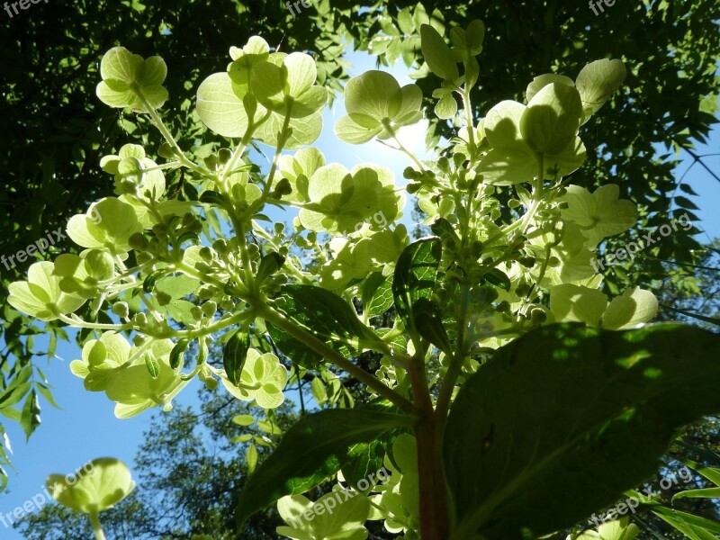 Hydrangea Garden Plant Flowers Green