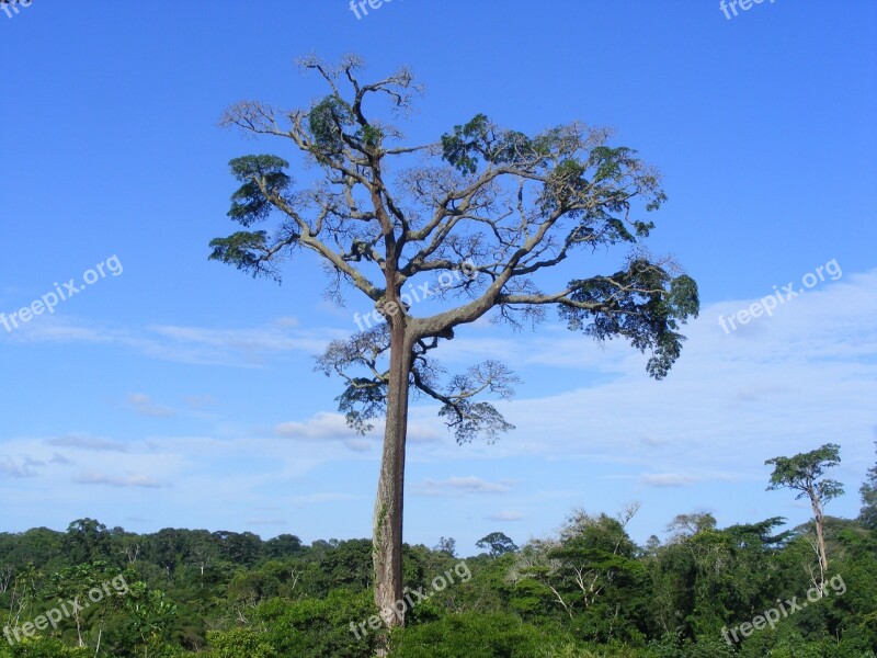 Moabi Baillonella Tree Big Bush