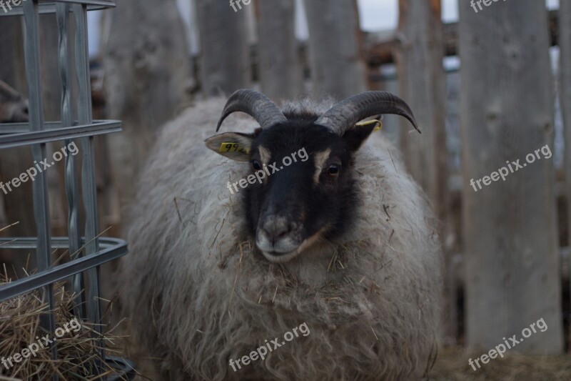 Icelandic Sheep Sheep With Horns White Sheep Sheep Animal