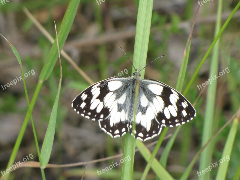 Butterfly Black And White Chess Board Women's Board Edelfalter