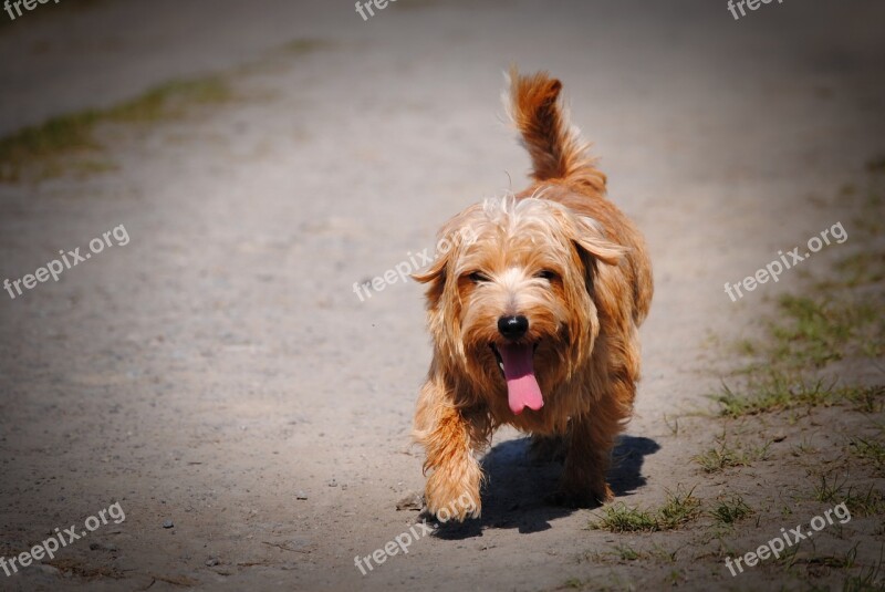 Dog Norfolk Terrier Terrier Pet Small