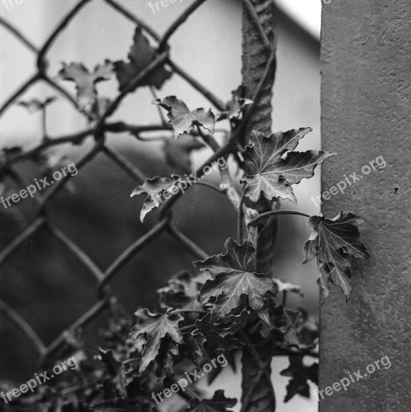 Ivy Dragon Claw Fence Concrete Black And White