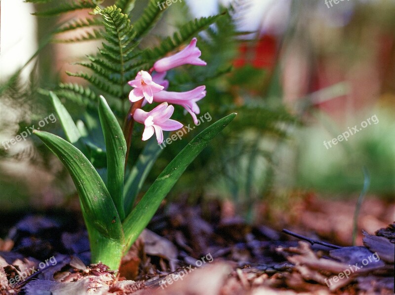 Hyacinthus Flower Pink Nature Blossom