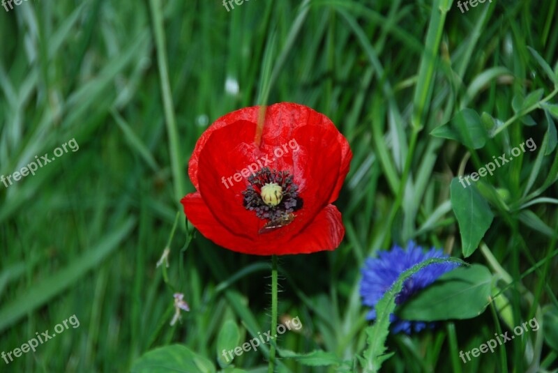 Poppy Blossom Bloom Red Wild Flowers