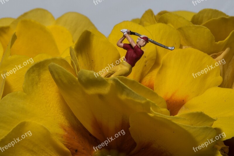 Miniature Photography Golf Flowers Macro