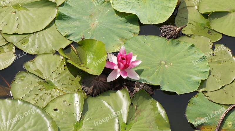 Lotus Flowers Aquatic Plants Water Lilies Nature