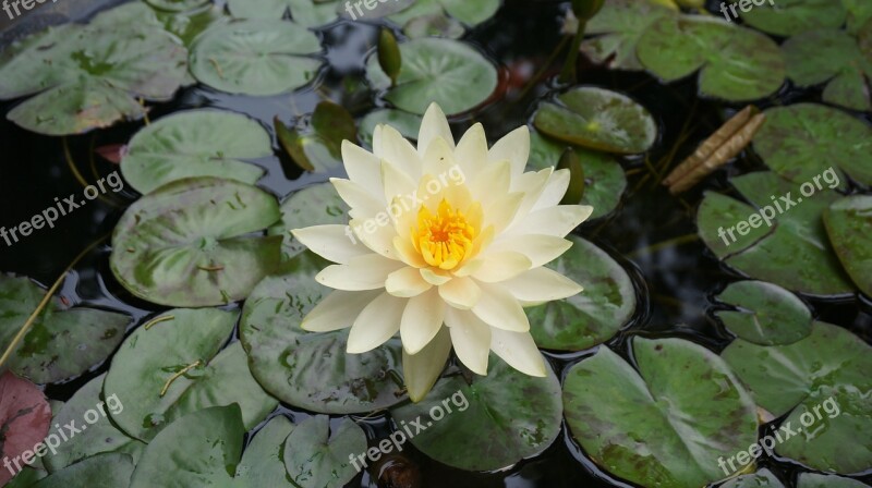 Lotus Flowers Aquatic Plants Water Lilies Nature