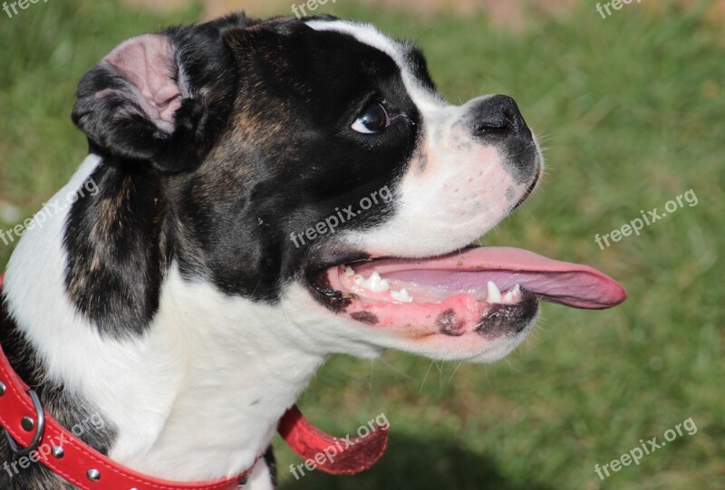 Dog Boxer Black And White Pet Young