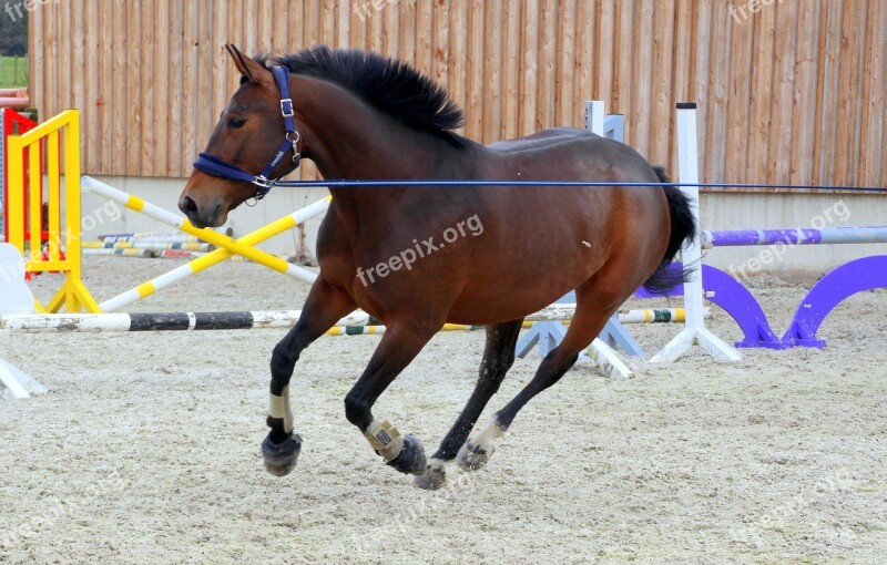 Horse Dark Brown Lunging Lunge Training