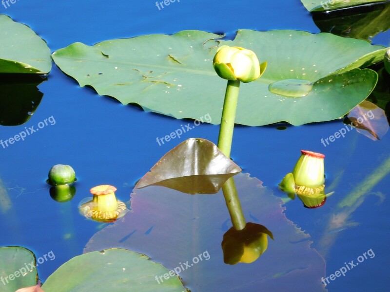 Water Lilies Lilies Flowers Water Plants Free Photos