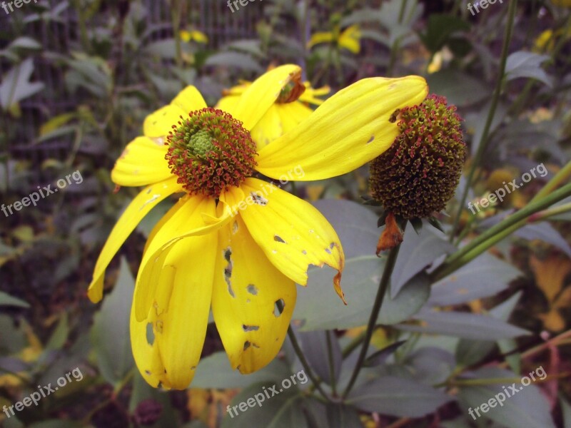 Autumn Sun Flower Blossom Bloom Yellow