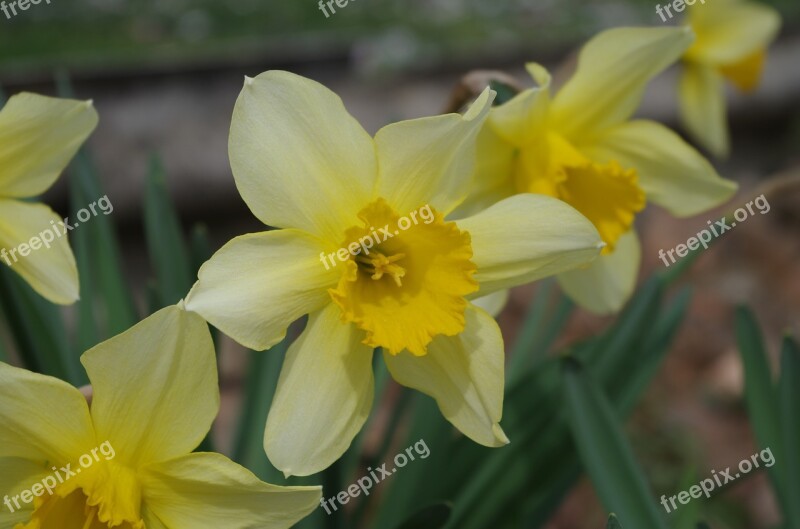 The Narcissist Yellow Flower Plant Spring