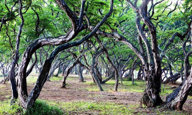 Wood Forest Nature Landscape Abstract