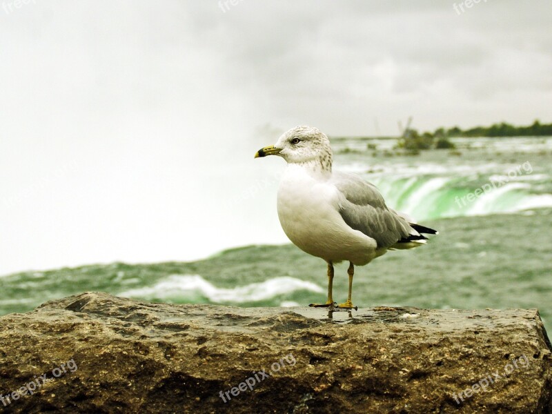 Canada Niagara Seagull Vertigo Vacuum