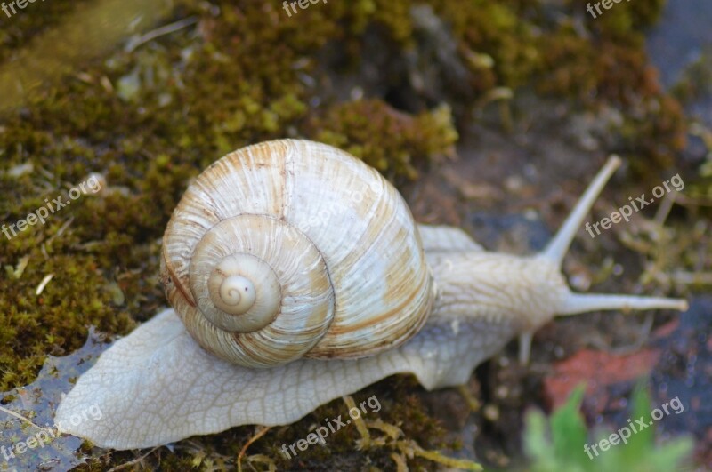 Snail Insect Nature Rain Burgundy