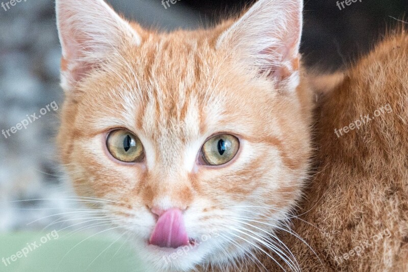 Cat Young Cat Kitten Tongue Delicious