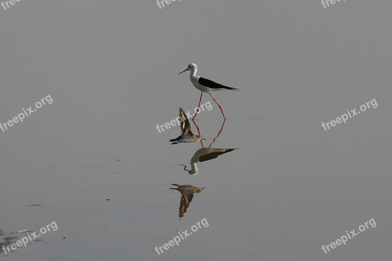 Little Ran Of Kutch Bird Gujarat India Stark