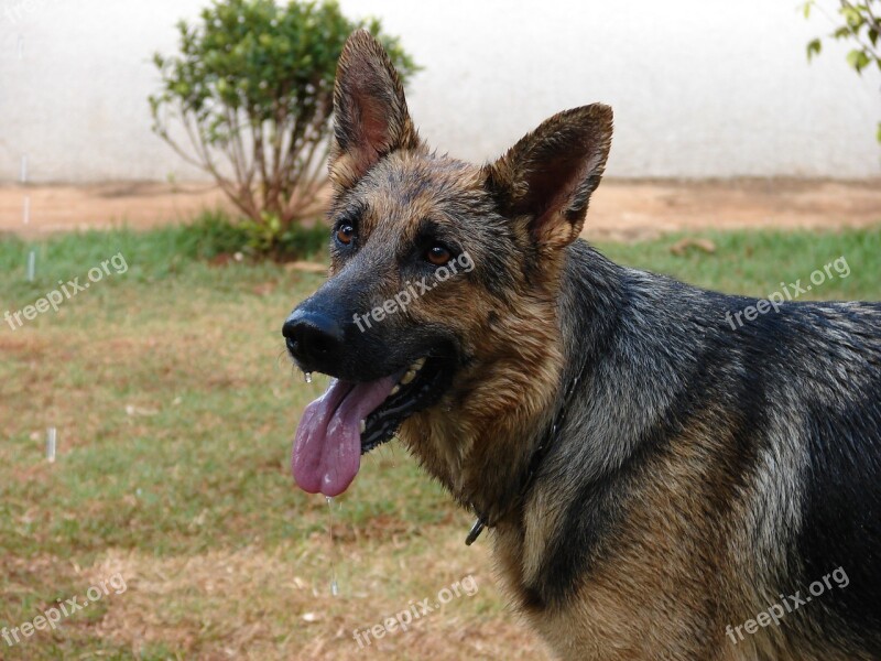 Dog Pastor German Animals German Shepherd